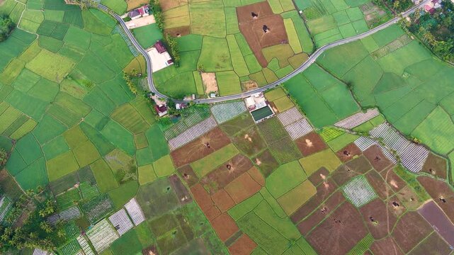 Aerial top down drone video of patchwork rice fields and rural village rooftops with red and green pattern from above in West Sumatra, Indonesia