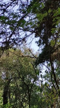 Surrounded by trees throughout the garden, they observe a spring day of green hues.Repletos de &aacute;rboles en todo el jard&iacute;n, observan un d&iacute;a de primavera de tonalidades verdes.(47)