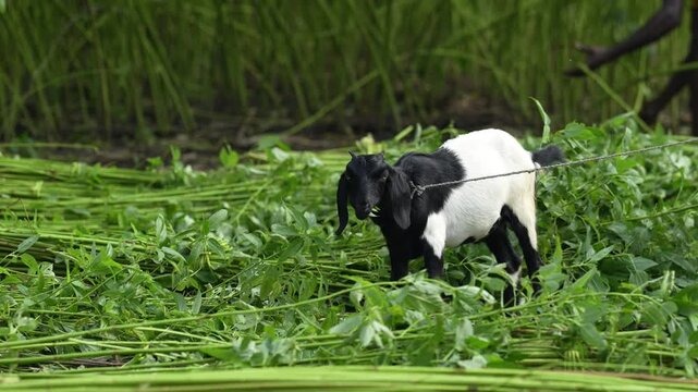 Jamalpur, Bangladesh - 21 August 2023: View of a black and white goat grazing on harvested green jute plants in a rural field.
