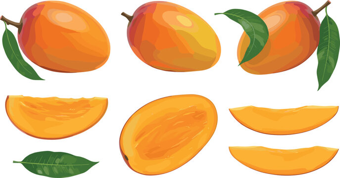 Fresh Ripe Mango Fruit Vector Illustration Set Featuring Whole Mangos with Green Leaves, Half Slices, and Cut Pieces for Food Design Projects