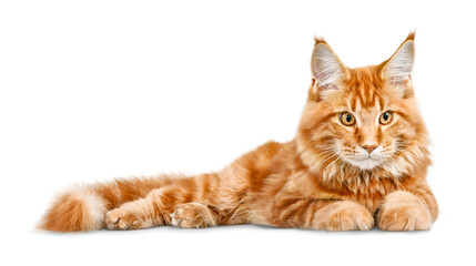 Orange maine coon cat lying on a white background with domestic cat long haired cat lying down gentle giant large cat bushy tail © Jahid