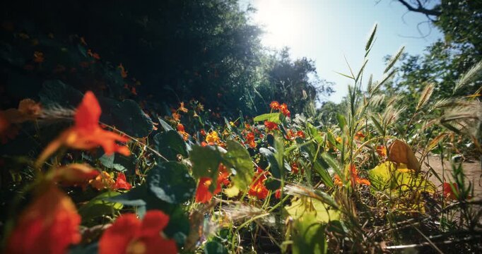 Plants and flowers in field - slow, steady cam movement