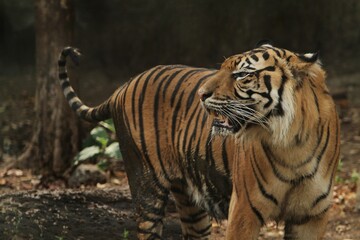 Fototapeta premium Close up of a sumatran tiger standing with its head turned to the side