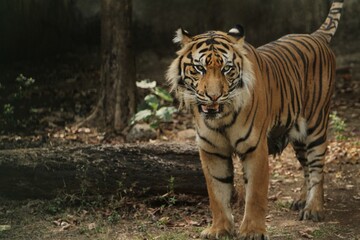 Obraz premium a sumatran tiger is seen standing and staring intently