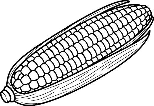 Close up of corn cob kernels with geometric pattern
