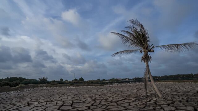 Dramatic timelapse of a lone palm tree on parched, cracked earth in a desert landscape under moving stormy clouds.