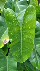Lush green philodendron leaf covered in fresh morning dew drops © Setya