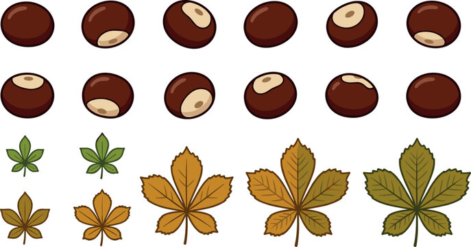 Horse Chestnut Vector Icon Set with Smooth Brown Seeds and Colorful Autumn Leaves in Green Yellow and Orange Shades for Seasonal Botanical Graphic Illustrations