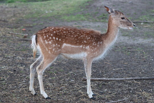 Close up of a fallow deer