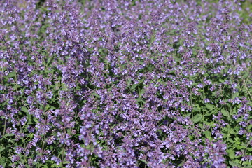 Obraz premium Catmint or nepeta in a garden