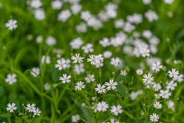 Fototapeta premium Soft wildflowers in sunrise. Serene field dotted with tiny starshaped white flowers. Peaceful morning setting featuring fragile wildflowers and subtle soft focus lighting