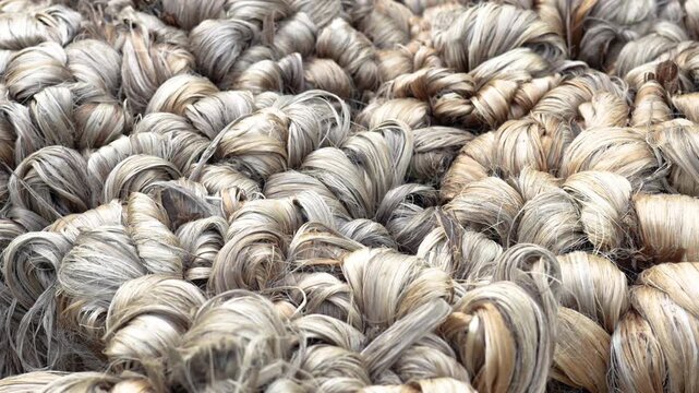 Jamalpur, Bangladesh - 07 July 2023: View of bundles of raw jute fiber drying and coiled together in a processing facility.