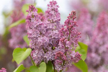 Fototapeta premium Analysis highlighting complex floral formations and subtle color variations in petals. Indepth investigation into detailed structure and color gradations of lilac flower petals