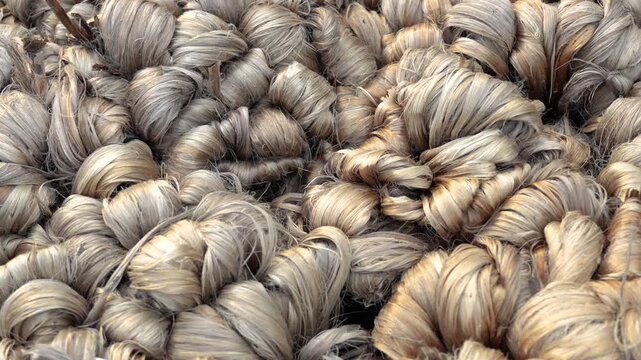 Jamalpur, Bangladesh - 07 July 2023: View of bundles of raw jute fiber tied in knots during the harvesting season.