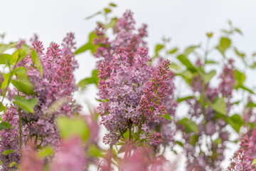 Obraz premium Colorful blossom landscape for marketing. Vivid springtime flowers enhancing brand imagery. Lush pink and purple blooms create inviting scene for springtime promotional campaigns