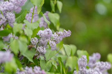 Obraz premium Flowers signify renewal. Fragrant branches in soft light. Vivid leaves and delicate blooms symbolize rebirth. Lush lilac and blooming branches evoke feelings of new beginnings