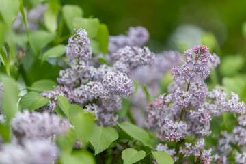 Obraz premium Delicate violet clusters suggest soothing scent in serene forest setting. Soft lilac flower bunches on branch convey aromatic tranquility amid blurred woodland scenery