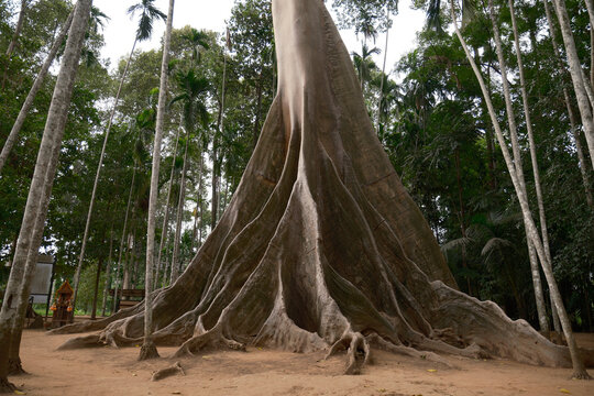 Massive buttress roots of the Giant Tree (Tetrameles nudiflora) in Ban Sa Nam, Ban Rai, Uthai Thani, Thailand. Surrounded by a betel nut plantation, this ancient tree is a famous natural landmark.