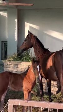 Mare and Foal Standing in Stable Stall in Golden Hour Light.