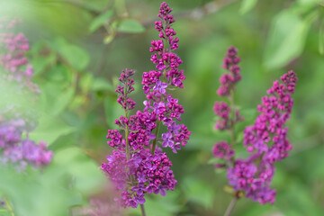 Obraz premium Relaxing scene with soft purple flowers and muted greenery ambiance. Soothing scene featuring delicate purple flower cluster amidst quiet garden surroundings with gentle lighting