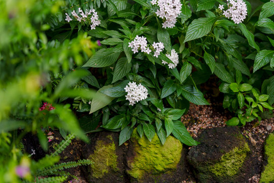 Beautiful white Egyptian Starcluster (Pentas lanceolata) flowers blooming in a lush green garden