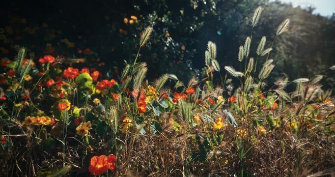 Colorful flowers, grass and cattails - low, locked off shot