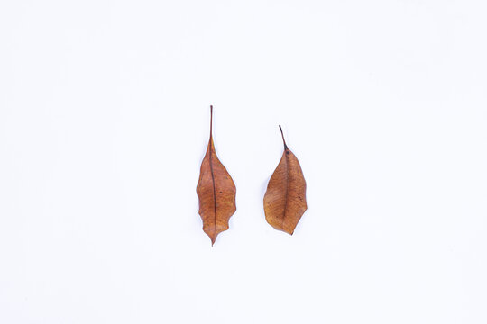 Dried Clove Leaves for Essential Oil Production, Raw Material for Herbal Medicine Distillation, Close-up of Dried Brown Clove Leaves on White Background, Material for Clove Leaf Oil