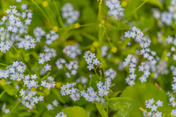 Fototapeta premium Detailed view of tiny blue flowers among lively green foliage. Close perspective capturing miniature blue blossoms amid energetic green leaves for ecofriendly branding