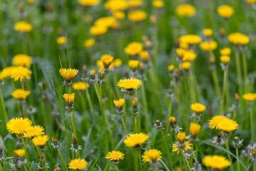 Fototapeta premium Bright yellow dandelions in meadow, sunlit stems and soft green bokeh conveying hopeful spring mood, scattered seedheads and delicate pollen grains visible on tall grassy stalks