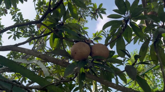 Manilkara zapota fruits growing on branches under sunlight