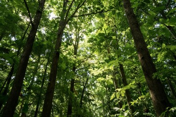 Fototapeta premium Tall trees reaching toward sky in dense green forest