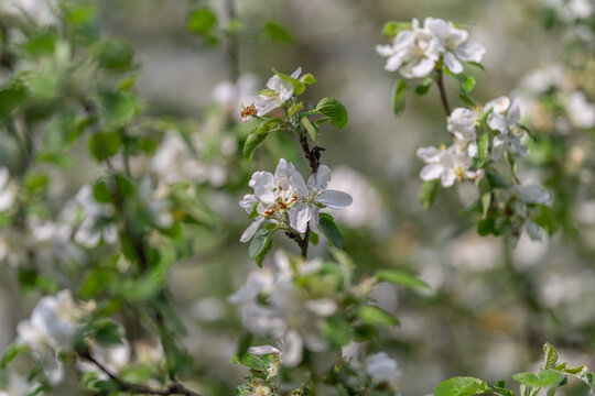 Abundant floral branch. Sunlit orchard with blooming branches. Layered leaves and vibrant blossoms create depth. Lush flowering limbs stretch across bright orchard landscape