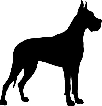 Great dane dog standing in profile facing right