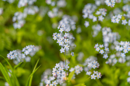Vivid azure blooms weave soft floral tapestry beneath green stems. Miniature skycolored flowers densely blanket earth creating tranquil haven for summer pollinators
