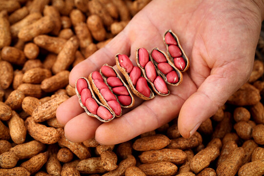 Fresh Red Skinned Peanuts in Hand - Shelled and Unshelled Groundnuts Display