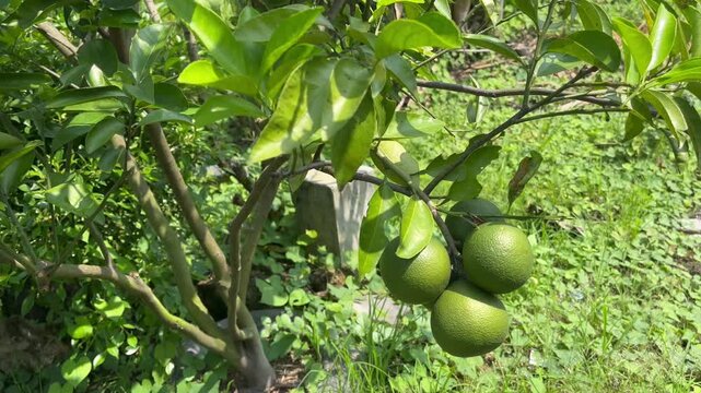 Unripe green pomelo citrus fruits hanging on tree branch