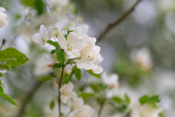 Fototapeta premium Gentle flower scene. Calm botanical peaceful image. Softfocus petals with tranquil natural backdrop. Serene flower arrangement captured with gentle blur and muted tones