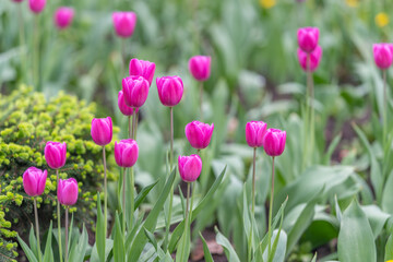 Fototapeta premium Pink tulip cluster beside hedge with upright buds and fresh green leaves, early spring atmosphere, soft overcast light, creative prompt for florists and social media visuals