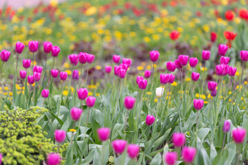 Obraz premium Colorful garden display. Spring blooms with scenic layout. Vibrant tulip arrangement in park setting. Bright tulip cluster enhances springtime public park scenery