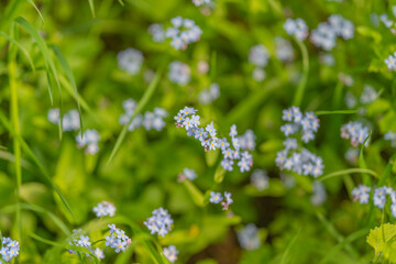 Fototapeta premium Layered leaves over soil in view. Closeup on groundcover with layered foliage and earth hints. Lowangle shot capturing layered wildflower leaves and soil textures in detail