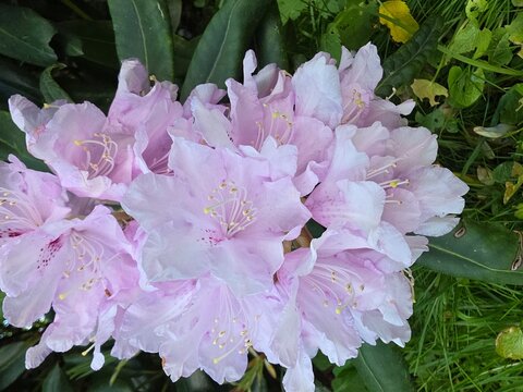 Cluster of pale pink rhododendron blossoms blooming among glossy green leaves in a lush spring garden setting.