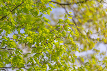 Fototapeta premium Colorful leafy scenes with energetic composition themes. Fresh springtime plant visuals with intense colors and lively diagonal structures ideal for campaign storytelling