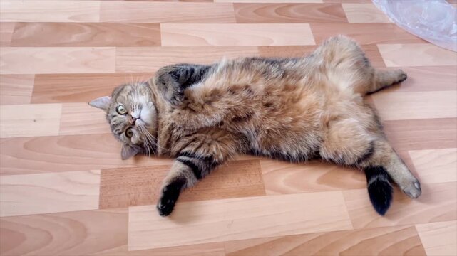 Cat (Felis catus). A funny domestic tabby cat lies on his back on a wooden floor, funnyly tucking his paws in and looking at the camera.
