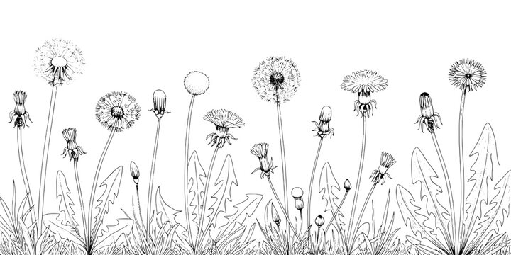 Dandelion wildflower line art pattern with delicate stems and scattered seed heads for spring and nature designs