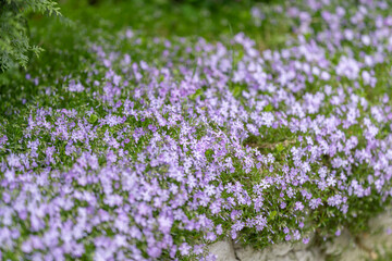 Obraz premium Detailed floral fabric. Intricate purple floral pattern showcasing springtime vitality focus. Closeup view of colorful flower tapestry with dense small blooms and detailed textures
