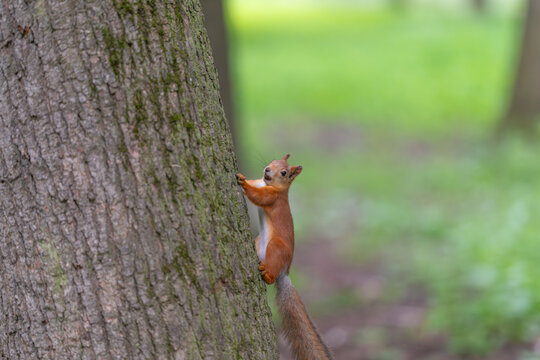Squirrel ascends tree. Red squirrel scales tree trunk. Climbing squirrel grips bark tightly and ascends. Tiny claws cling to bark as squirrel moves upward swiftly
