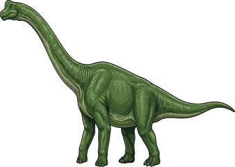 Green brachiosaurus sauropod dinosaur standing side view profile, prehistoric wildlife vector illustration on white background © Junayed