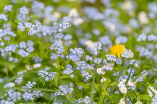 Peaceful floral scene. Tranquil natural landscape showcasing blooming flowers like forgetmenots and dandelions bathed in gentle sunlight creating nostalgic feelings