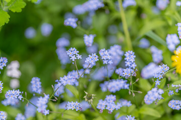 Obraz premium Sharp image details. Vivid botanical visual design. Focused closeup captures delicate plant textures. Detailed depiction of flowers with vibrant background and fine veins