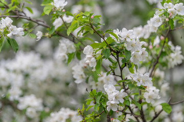 Fototapeta premium Gentle morning scenery. Delicate floral display in tranquil morning ambiance. Ethereal white flowers contrasted by gentle branches creating calming visual atmosphere